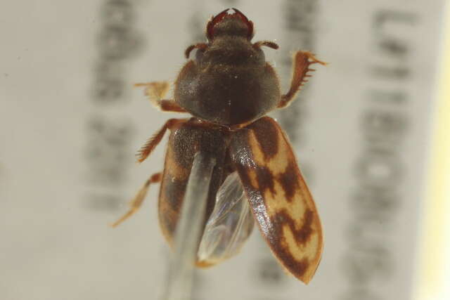 Image of variegated mud-loving beetles