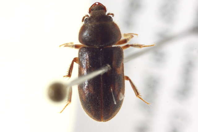 Image of variegated mud-loving beetles