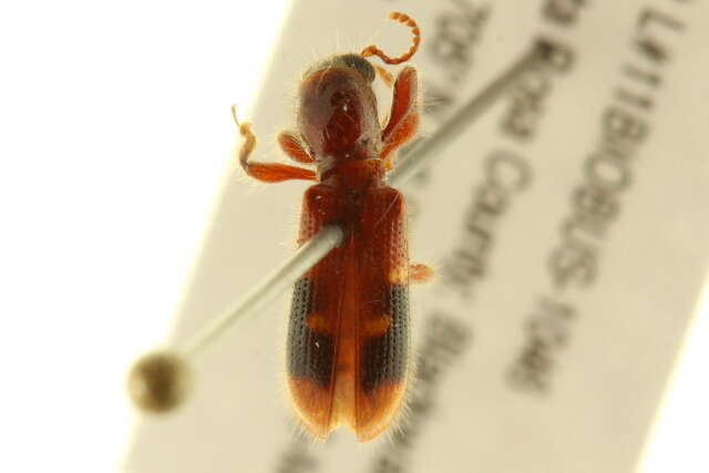 Image of Priocera