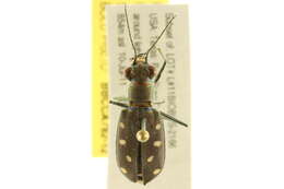 Image de Cicindela (Cicindelidia) ocellata Klug 1834