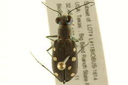 Image de Cicindela (Cicindelidia) ocellata Klug 1834