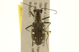 Image de Cicindela (Cicindelidia) ocellata Klug 1834