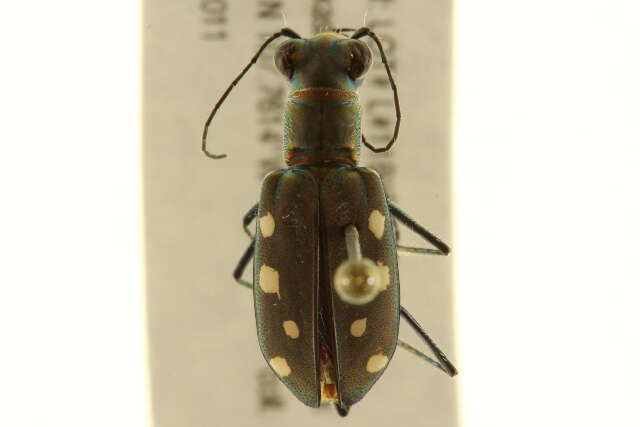 Image de Cicindela (Cicindelidia) ocellata Klug 1834