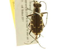 Image of Bronzed Tiger Beetle