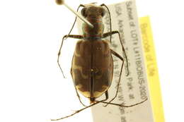 Image of Bronzed Tiger Beetle