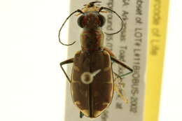 Image of Bronzed Tiger Beetle