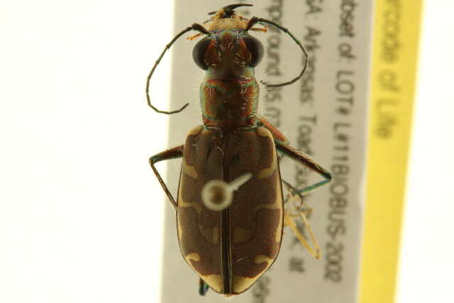 Image of Bronzed Tiger Beetle