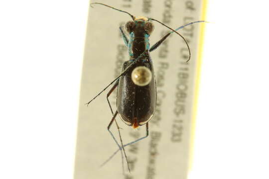 Image of Cicindela (Cicindelidia) abdominalis Fabricius 1801