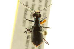 Image of Cicindela (Cicindelidia) abdominalis Fabricius 1801