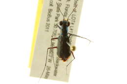 Image of Cicindela (Cicindelidia) abdominalis Fabricius 1801