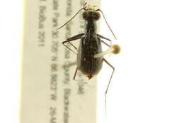 Image of Cicindela (Cicindelidia) abdominalis Fabricius 1801