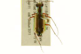 Image of Caraboidea