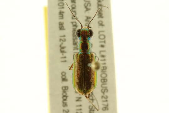 Image of Caraboidea