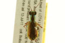 Image of Caraboidea