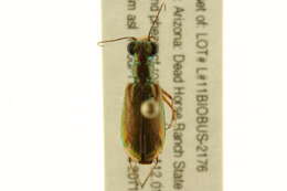 Image of Caraboidea