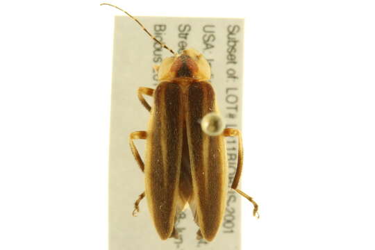 Image of <i>Photuris pensylvanica</i>