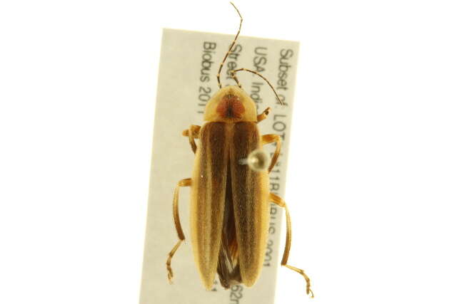 Image of <i>Photuris pensylvanica</i>