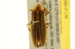 Image of <i>Photuris quadrifulgens</i>