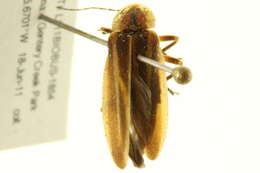 Image of <i>Photuris quadrifulgens</i>