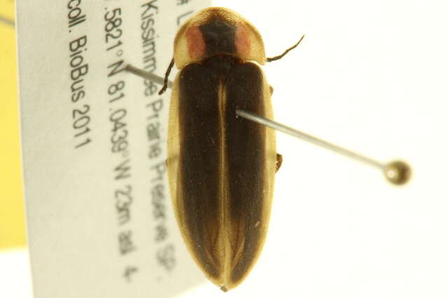 Image of Photinus