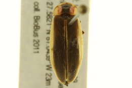 Image of Photinus