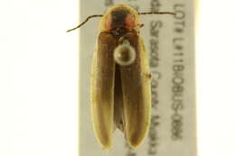 Image of Photinus