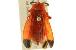 Image of Bloody Net-winged Beetle