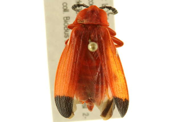 Image of Bloody Net-winged Beetle
