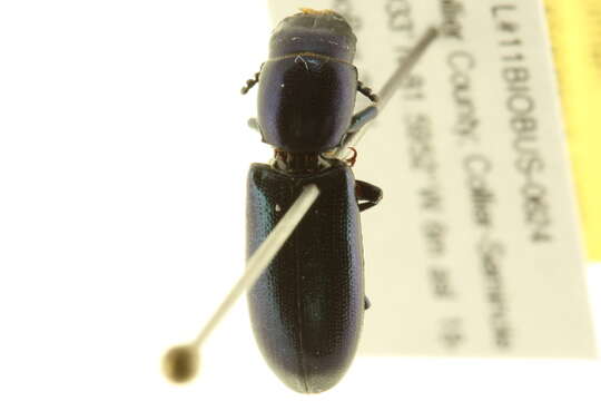 Image of bark-gnawing beetles