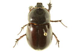 Image of Strategus splendens (Palisot de Beauvois 1809)