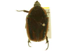 Image of Green June Beetle