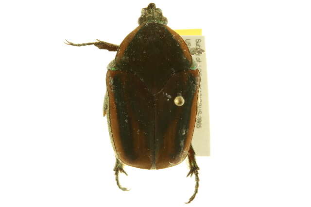 Image of Green June Beetle