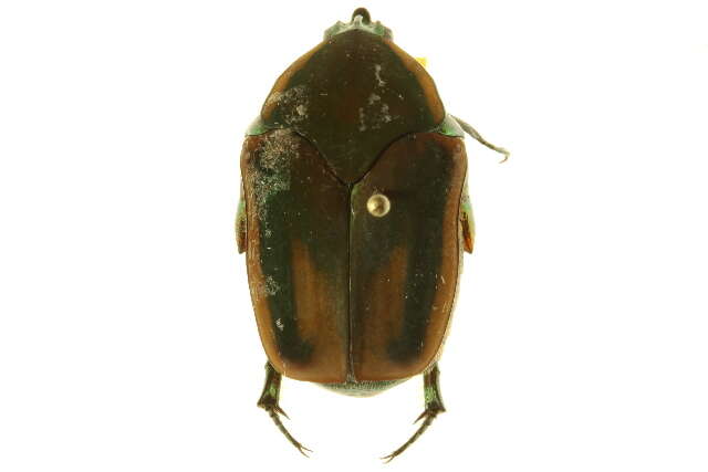 Image of Green June Beetle