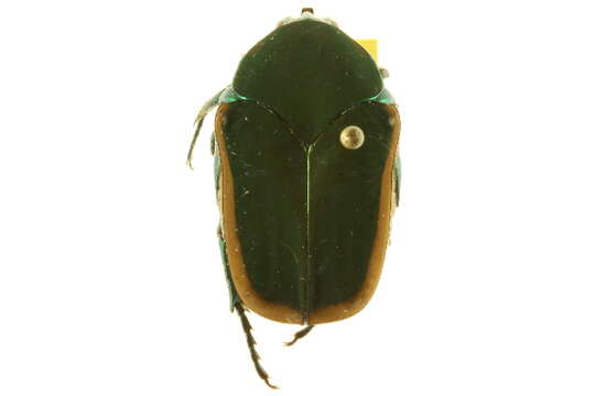 Image of figeater beetle