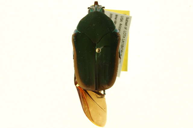 Image of figeater beetle