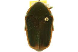 Image of Green June Beetle