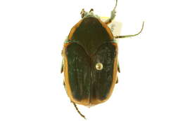 Image of Green June Beetle