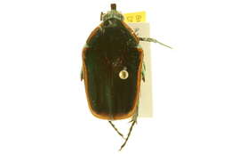 Image of Green June Beetle