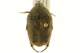 Image of Green June Beetle