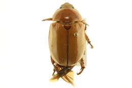 Sivun Pelidnota punctata (Linnaeus 1758) kuva