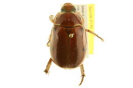 Sivun Pelidnota punctata (Linnaeus 1758) kuva