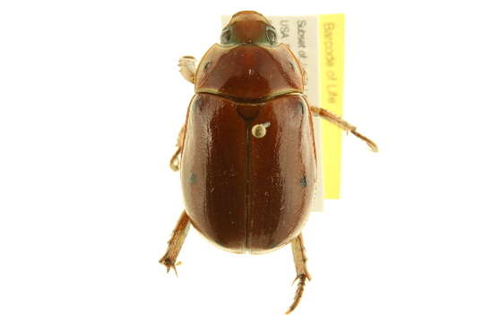 Image of Grapevine Beetle