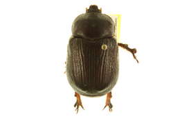 Image of Orizabus clunalis (Le Conte 1856)