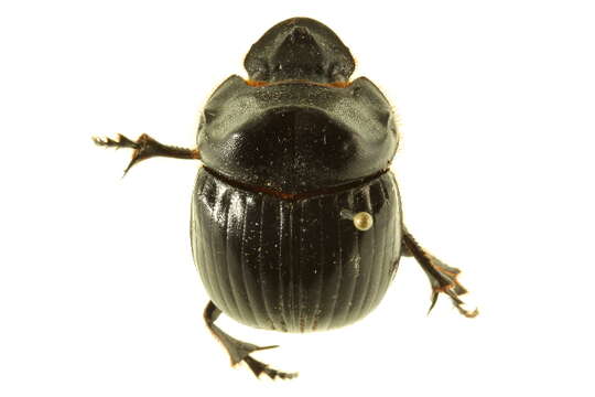 Image of Dichotomius carolinus (Linnaeus 1767)