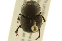 Image of Scooped Scarab