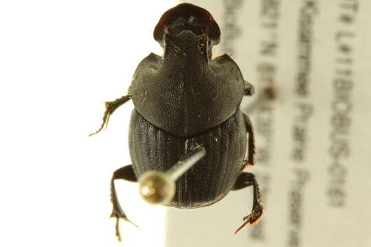 Image of Scooped Scarab