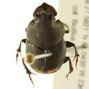 Image of <i>Onthophagus <i>hecate</i></i> hecate