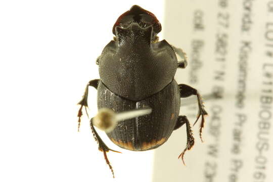 صورة <i>Onthophagus <i>hecate</i></i> hecate