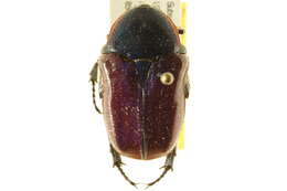 Image of <i>Euphoria fulgida fuscocyanea</i> Casey 1915
