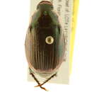 Image of <i>Anomala marginata</i>